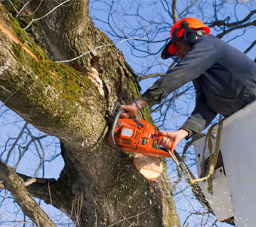 faire confiance à un élagueur professionnel