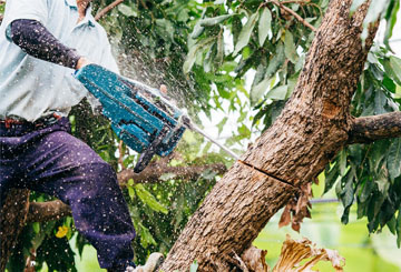 service d’entreprise d’élagage à Argenteuil